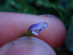 Torenia crustacea