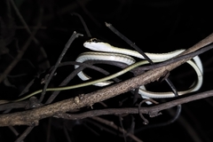Dendrelaphis pictus