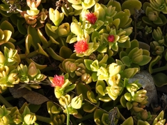 Mesembryanthemum cordifolium
