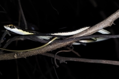 Dendrelaphis pictus