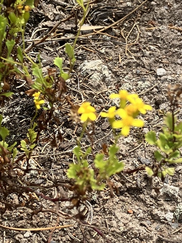 Cineraria saxifraga, photograph 5