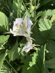 Calochortus eurycarpus