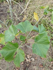 Jatropha curcas
