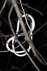 Dendrelaphis pictus