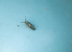 Lepidocyrtus paradoxus