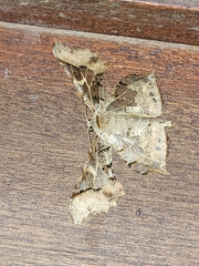 Krananda extranotata