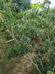 Piptadenia obliqua