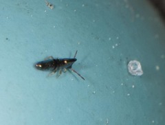 Lepidocyrtus paradoxus