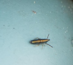 Lepidocyrtus paradoxus