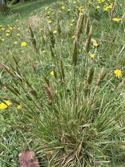 Anthoxanthum odoratum