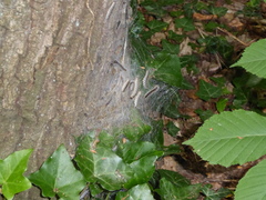 Thaumetopoea processionea