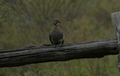 Geophaps scripta