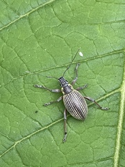 Sciobius