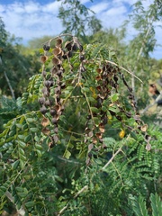Piptadenia obliqua