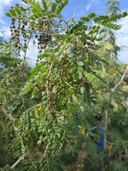 Piptadenia obliqua