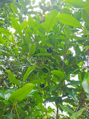 Eugenia brasiliensis