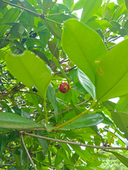 Eugenia brasiliensis