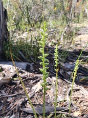 Microtis arenaria