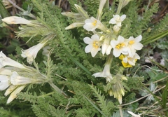 Polemonium