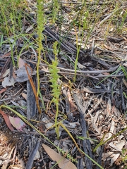 Microtis arenaria