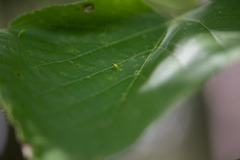 Eriophyes tiliae
