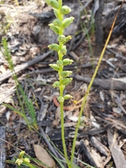Microtis arenaria