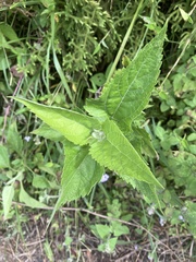 Austroeupatorium inulifolium