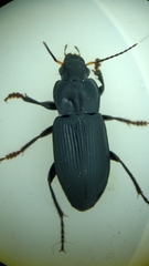Anisodactylus binotatus