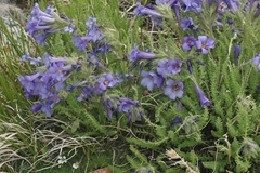 Polemonium