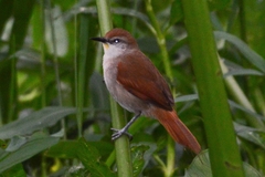 Certhiaxis cinnamomeus