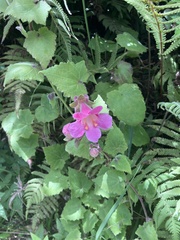 Lophospermum erubescens