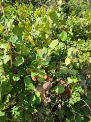 Coccoloba barbadensis