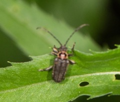 Brachysomida bivittata