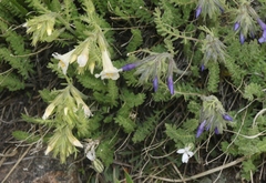 Polemonium