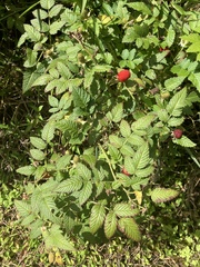 Rubus rosifolius