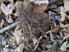 Sceptridium dissectum dissectum