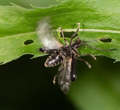 Brachysomida bivittata