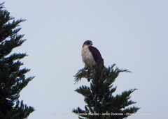 Buteo brachyurus