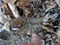 Sceptridium dissectum dissectum