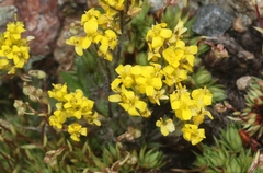 Draba aurea