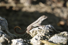 Leiocephalus lunatus