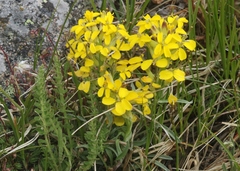 Erysimum asperum