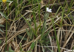 Silene drummondii