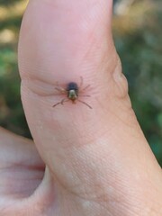 Amblyomma cajennense