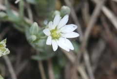 Stellaria longipes