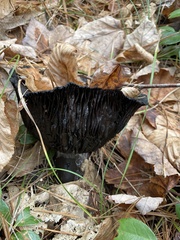 Lactarius atroviridis