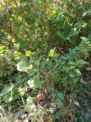 Coccoloba barbadensis