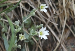 Stellaria longipes