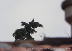 Buteo brachyurus