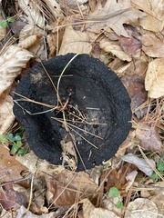 Lactarius atroviridis